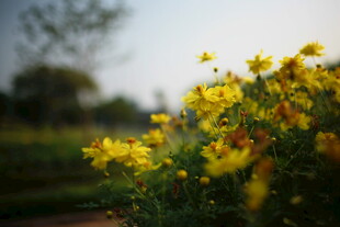 金黄小花绽放于户外