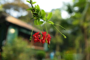 垂挂的艳红吊钟花