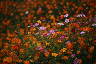 多彩格桑花绽放美景