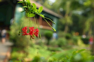 绿叶间的红色福字挂件