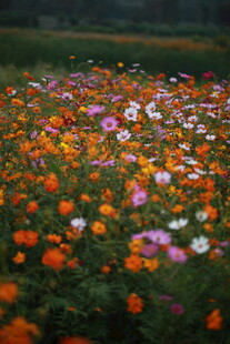 多彩花海绽放迷人风光