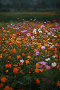 多彩花海绽放迷人风光