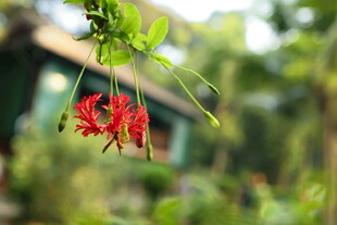 娇艳红花垂于翠绿枝间