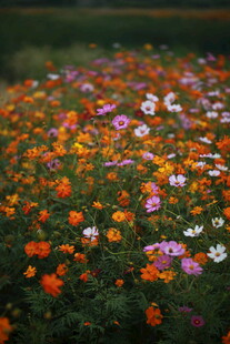 多彩格桑花绽放的花田