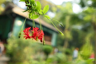 娇艳红花垂于绿叶间