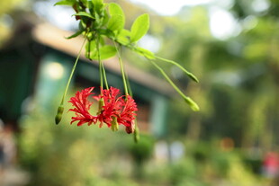 枝头绽放的艳丽红色花朵