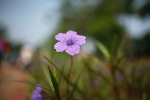 田野中的单朵紫色小花