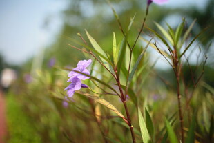 田野中的紫色小花