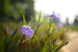 路边绽放的紫色小花