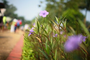 小径边绽放的紫色小花