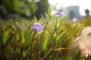 草丛中的紫色小花