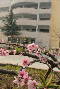 春日校园绽放的粉嫩桃花