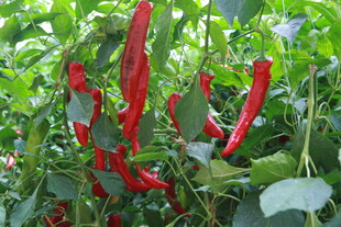 枝头红辣椒 绿意相伴