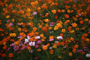 多彩花卉绽放的美丽景致