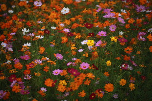 多彩花卉绽放的美丽图景