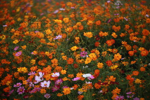 缤纷花海绽放绚丽色彩