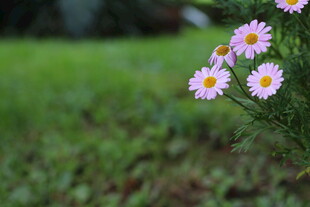 清新雏菊绽放于绿野