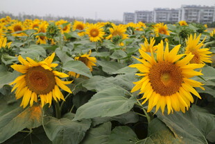 向日葵花海绽放的美丽