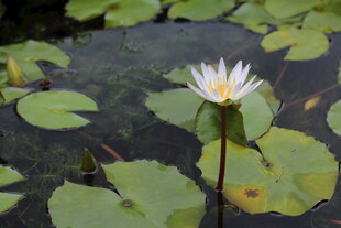 水中绽放的美丽白睡莲