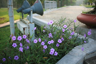 路边绽放的紫色小花