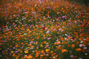 缤纷花海 绽放自然之美