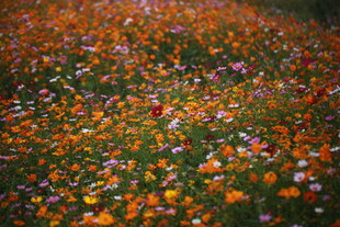 缤纷花海 绽放自然之美