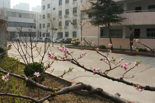 校园中绽放的粉嫩花枝