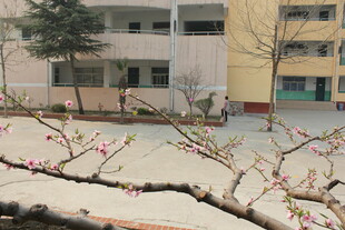 校园春景 枝头繁花初绽