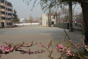 春日街道旁绽放的花枝