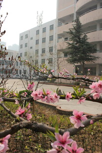 校园春日繁花绽放