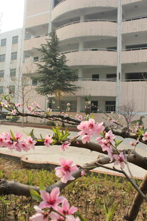 校园繁花绽放美景