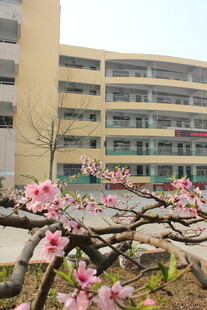 校园春花绽放美景