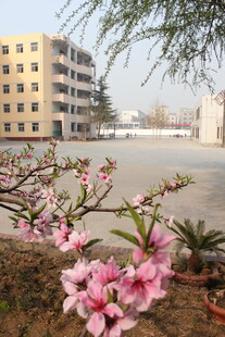 校园绽放的粉嫩桃花