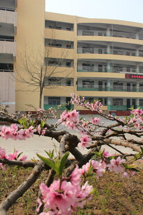 校园桃花绽放美景
