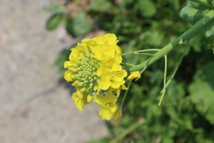 黄色绽放的美丽油菜花