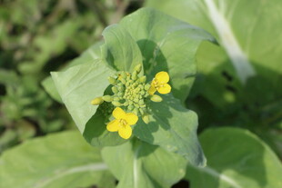 绽放的黄色油菜花