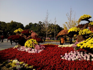 绚丽多彩的户外花卉景观