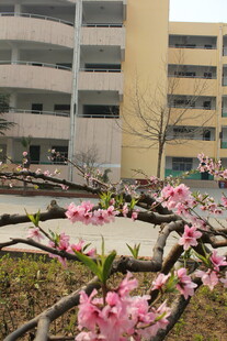 校园桃花绽放美景