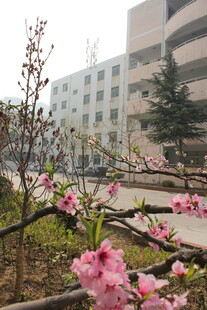 校园春日繁花绽放