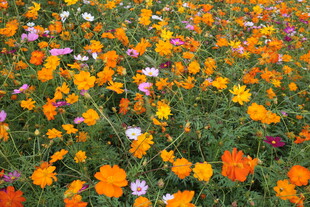 多彩格桑花绽放的花田