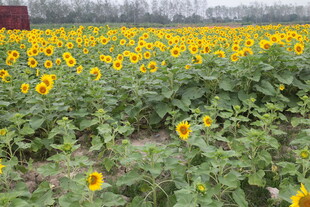 向日葵花海田园美景