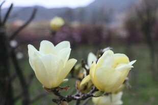 玉兰花绽放枝头