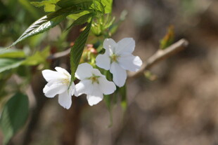 枝头绽放的洁白小花