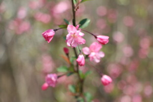 粉色娇俏垂丝海棠花