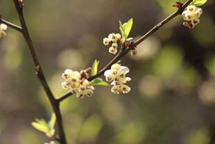 枝头绽放的白色小花