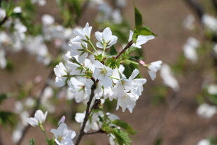枝头绽放的白色花朵