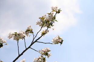 枝头绽放的洁白花朵