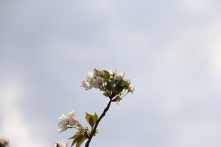 枝头绽放的洁白花朵