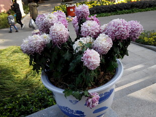 花盆中的美丽多彩菊花