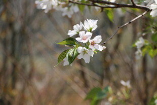 枝头绽放的白色花朵